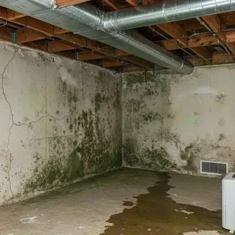 Professional Mold Removal in Orangetree, FL